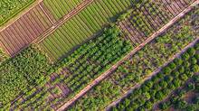 multicrop