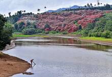 rambutan-