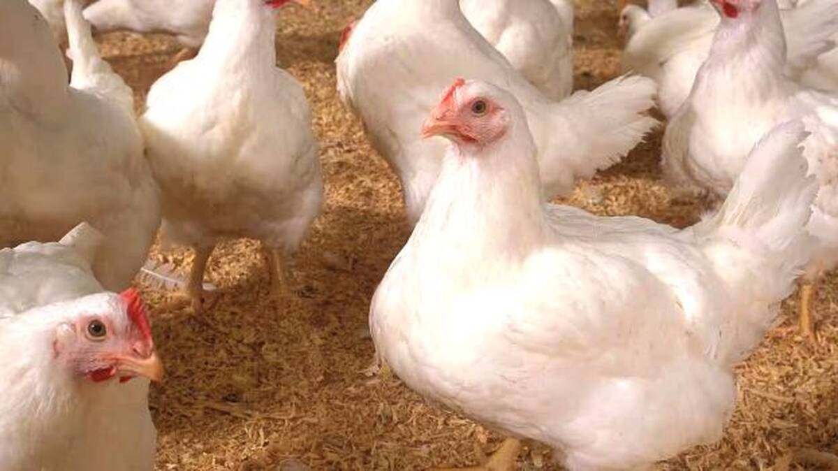 chicken-
