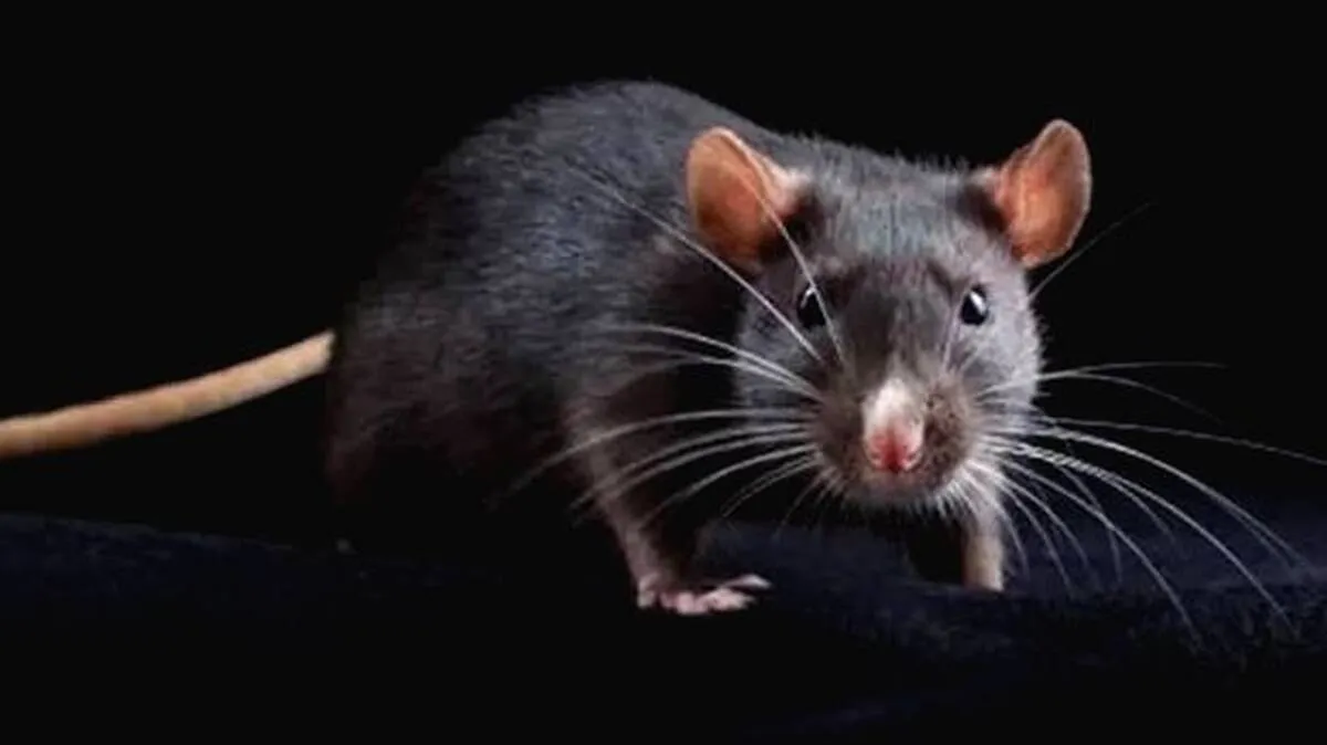 rat rat