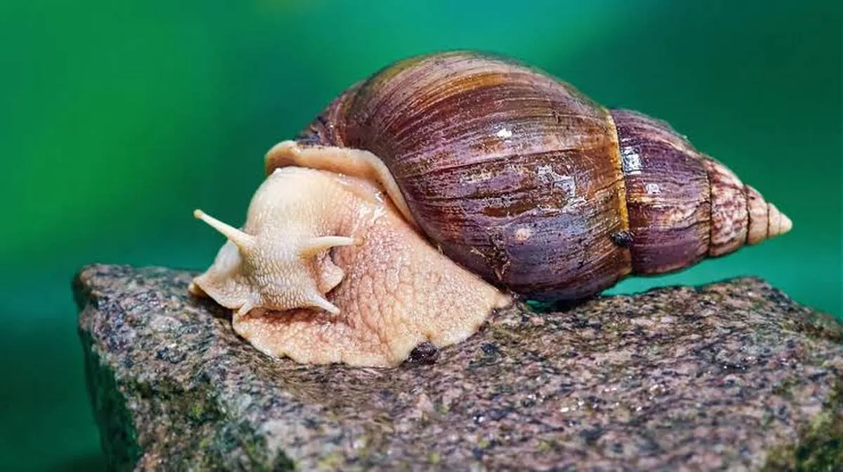 aa aa