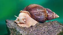aa