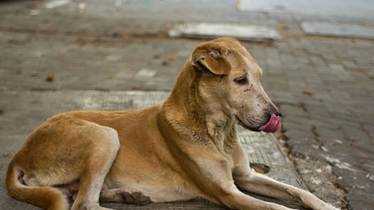 street-dog street-dog