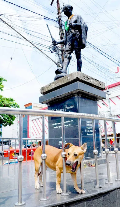 street-dog
