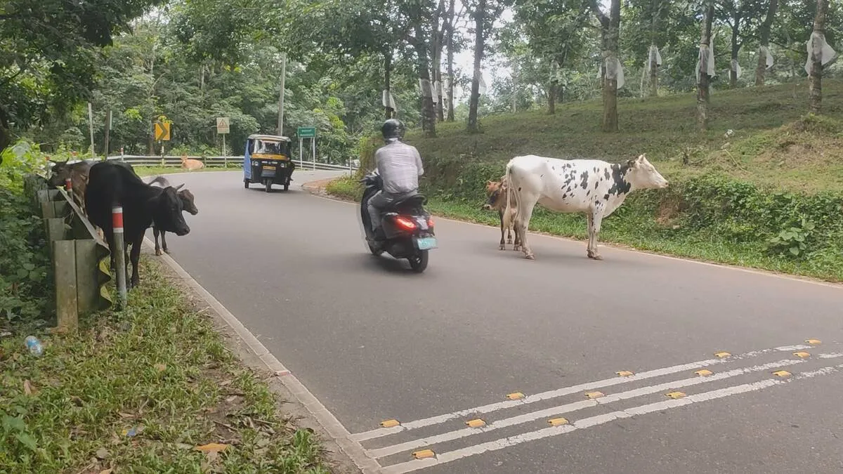 pashu pashu