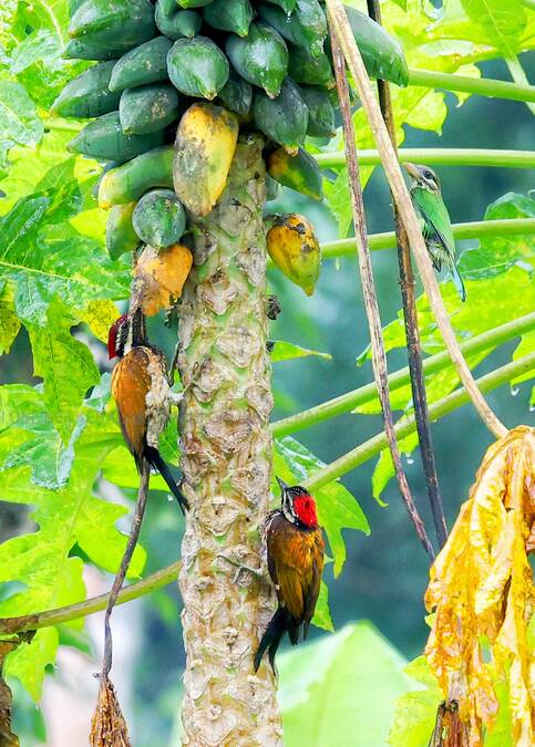 birds-
