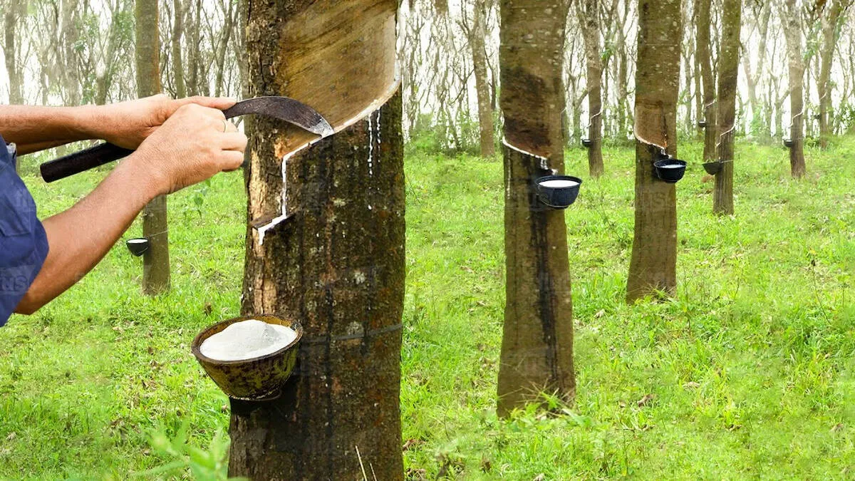 rubber rubber