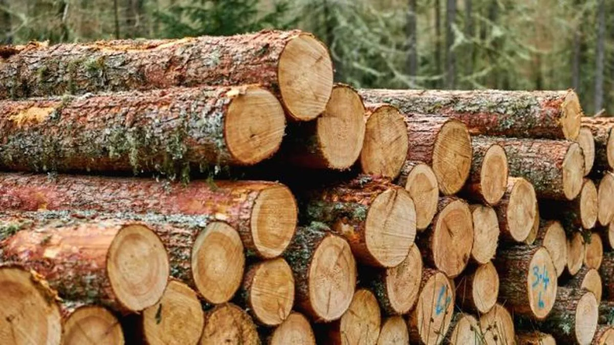 timber timber