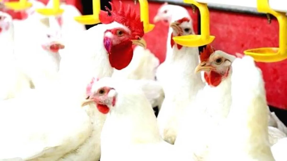 chicken