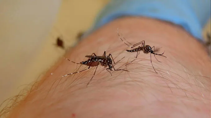 mosquito