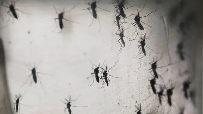 mosquito