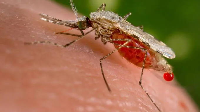 mosquito