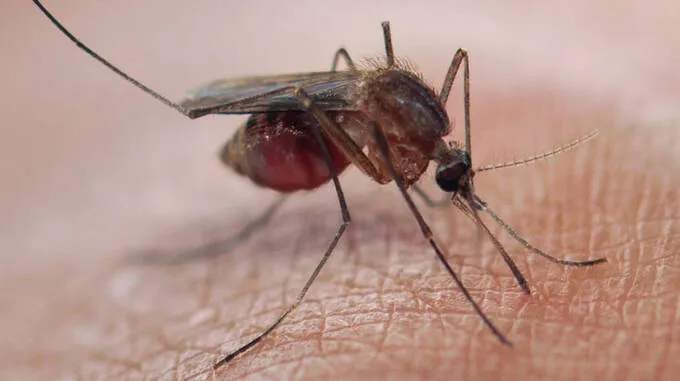mosquito