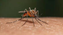 mosquito