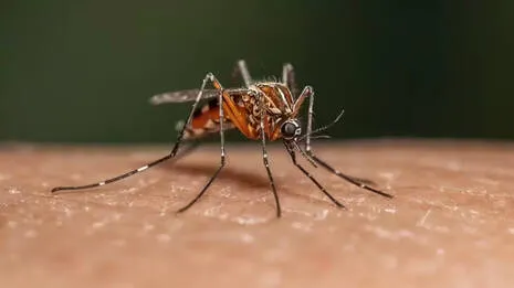 mosquito.1.3911101