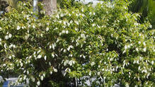 wild-herb-ayurveda-ingredient