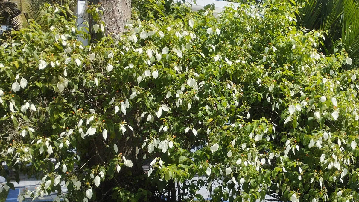 vellila-