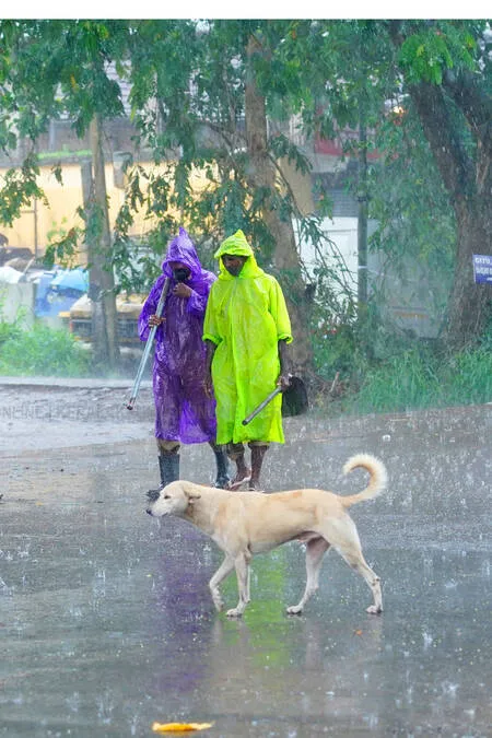 dog-rain