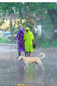 dog-rain