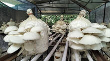 mushroom-cultivation