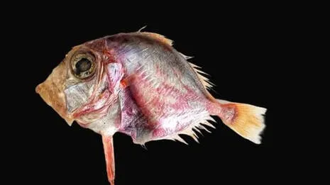 fish.1.3914410