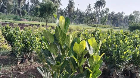 jackfruit.1.3914430