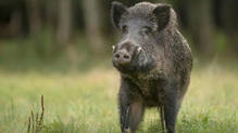 wild-boar-supermarket-attack-in-ranni