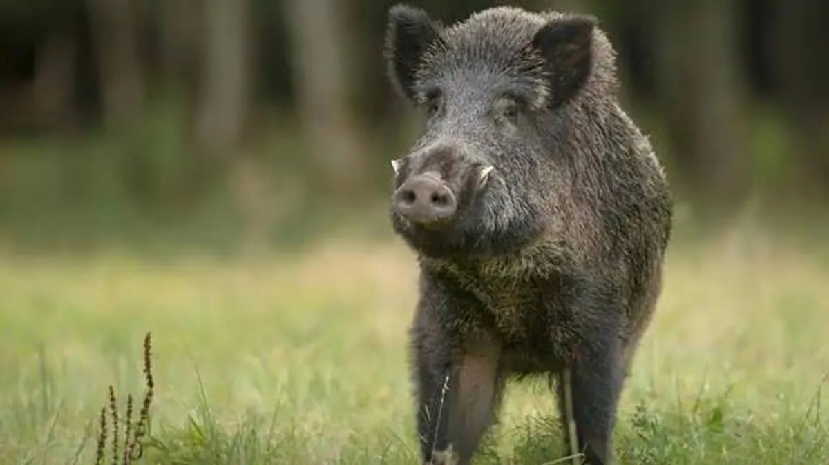 wild-boar