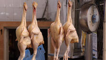 kerala-poultry-feed-and-chicken-price