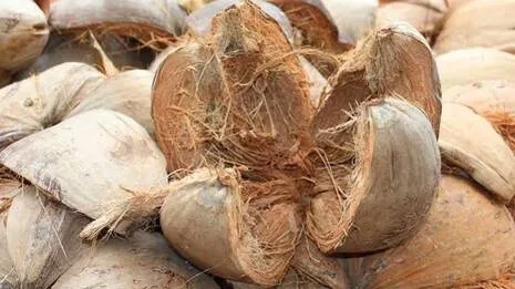 coconut-.1.3917540
