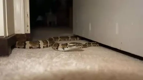 snake.1.3917593