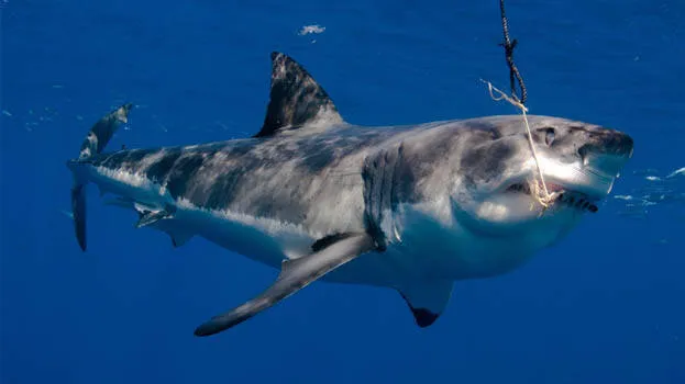 great-white-shark