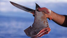 why-sharks-face-extinction-crisis-due-to-humans