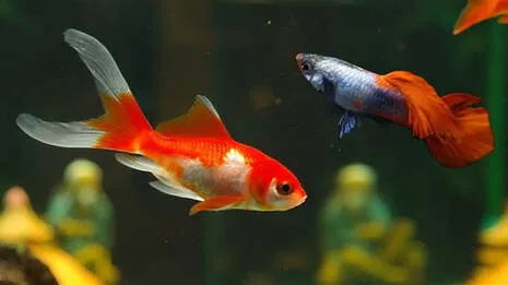 guppy-and-goldfish.1.3917612