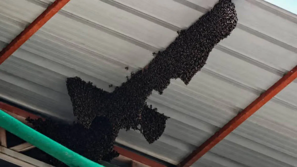 a-nest-of-wasp-in-govt-sc