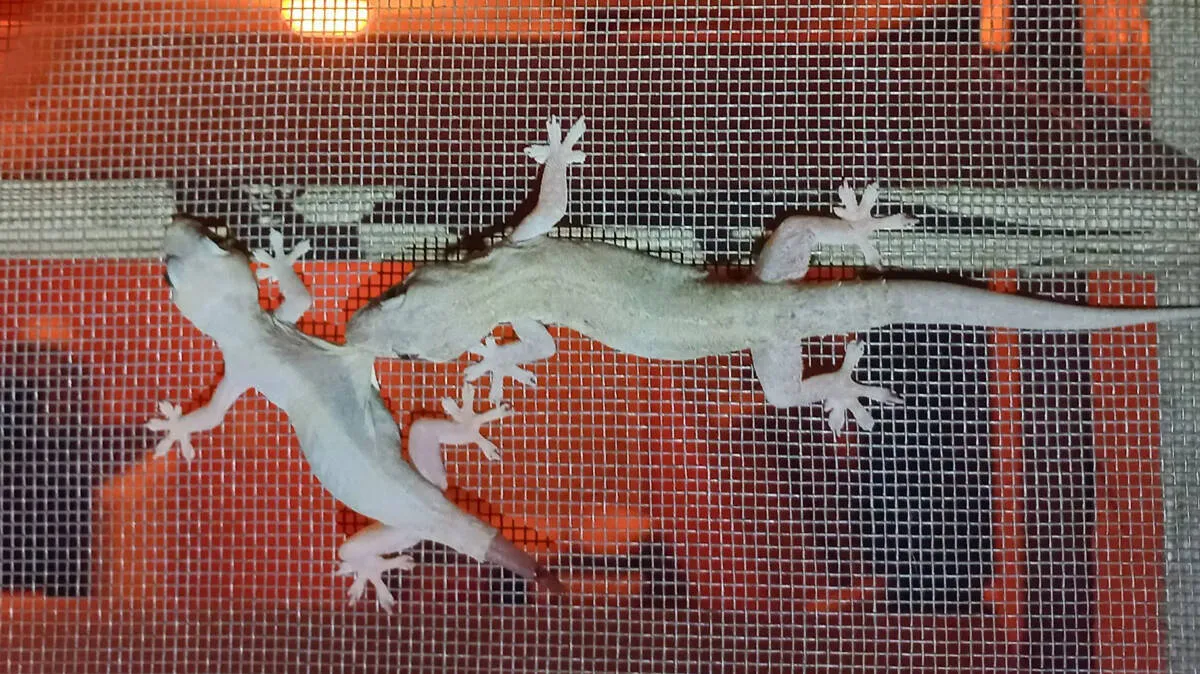 lizard