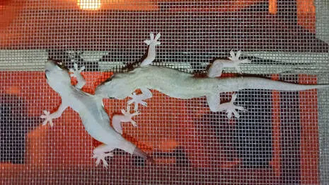 lizard.1.3917812