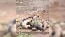 lion-attack-cattle-farmer-viral-video