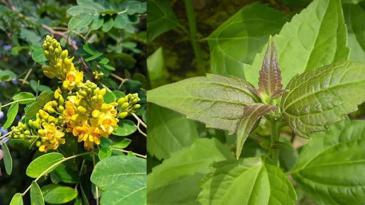 harmful-plants