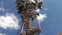 palm