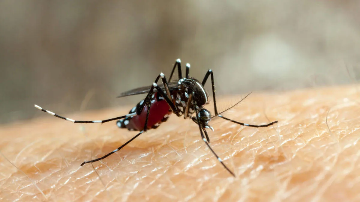 dengue-fever-