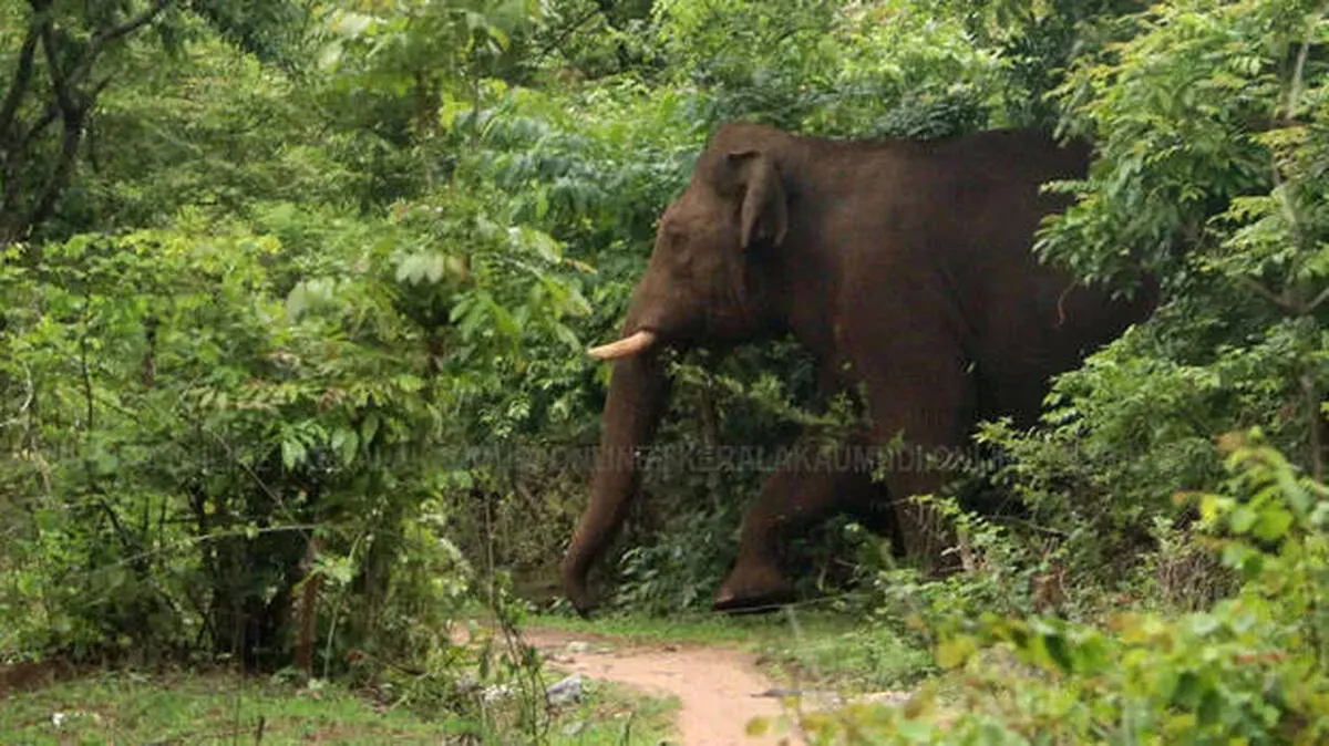 wild-elephants