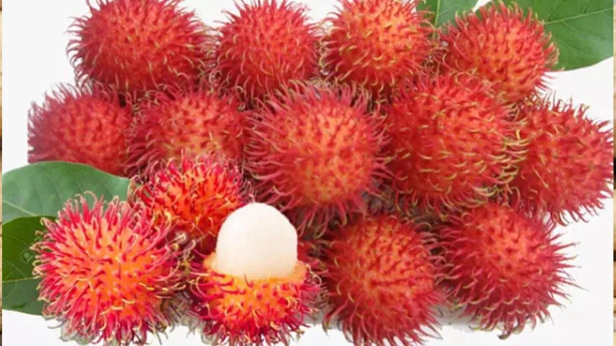 rambottan