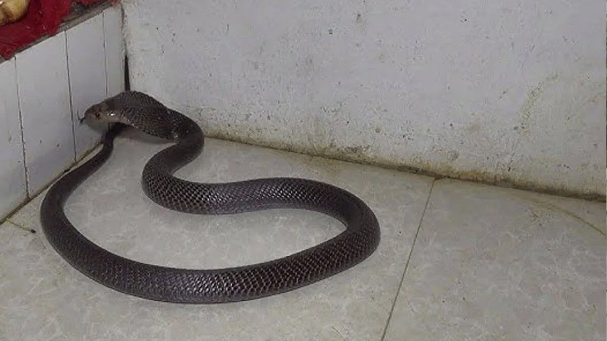 snake