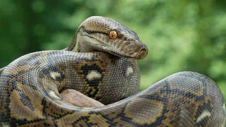 pythons.1.3922692