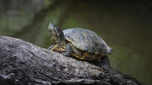 tortoise