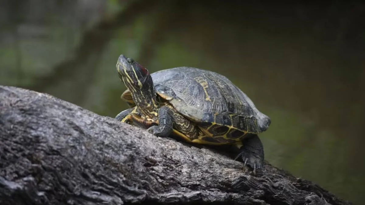tortoise