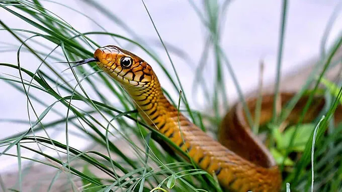 snake