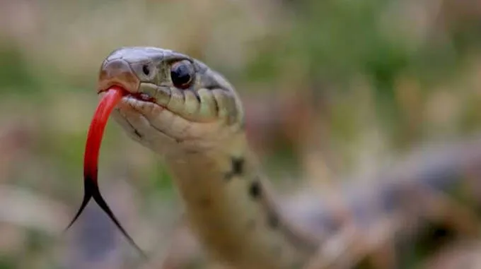 snake