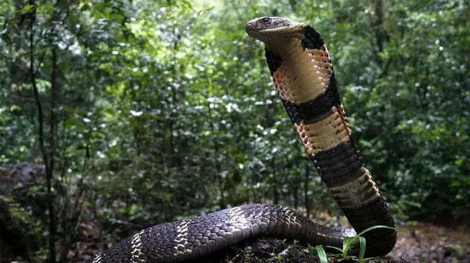 snake